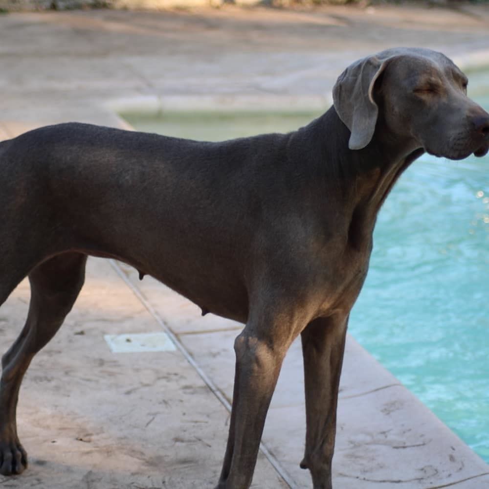 Miss maple du Tombel'eau